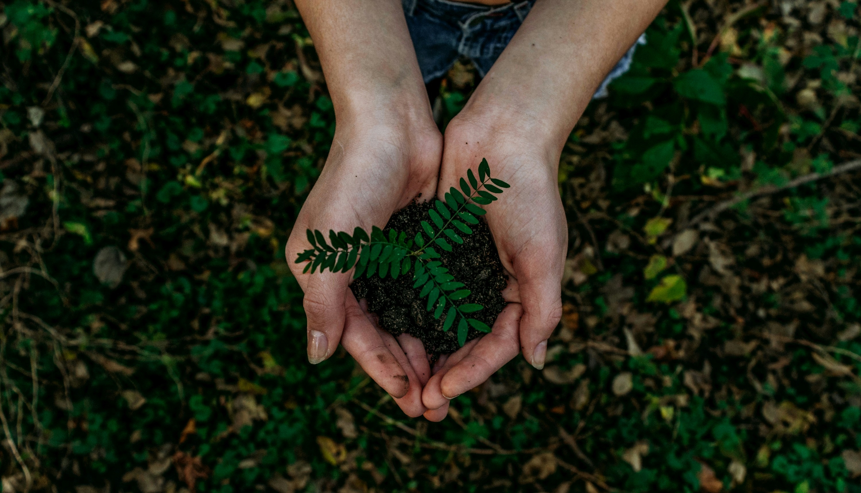 Un par de manos sostiene una planta joven con hojas verdes sobre un fondo natural.